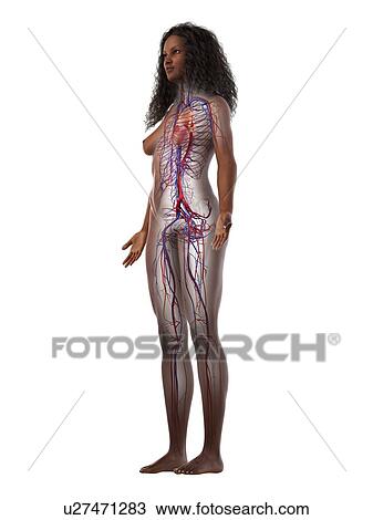 Vascular system, illustration View Large Photo Image Stock Image - Vascular system, illustration. Fotosearch