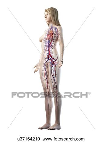 Vascular system, illustration View Large Photo Image Stock Image - Vascular system, illustration. Fotosearch