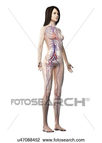 Vascular system, illustration View Large Photo Image Stock Image - Vascular system, illustration. Fotosearch