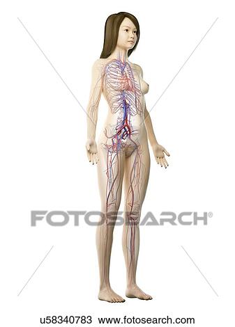 Vascular system, illustration View Large Photo Image Stock Image - Vascular system, illustration. Fotosearch