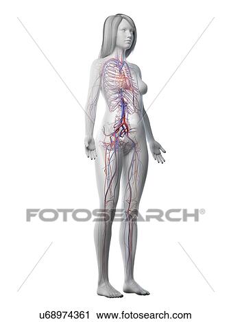 Vascular system, illustration View Large Photo Image Stock Image - Vascular system, illustration. Fotosearch