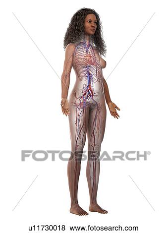 Vascular system, illustration View Large Photo Image Stock Photo - Vascular system, illustration. Fotosearch