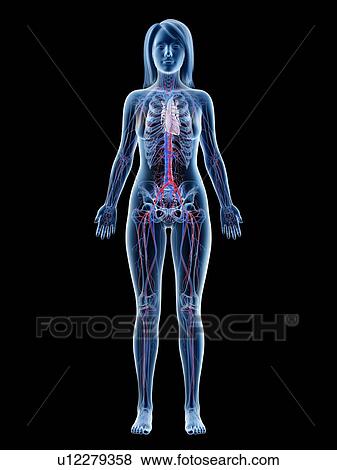 Vascular system, illustration View Large Photo Image Stock Photo - Vascular system, illustration. Fotosearch