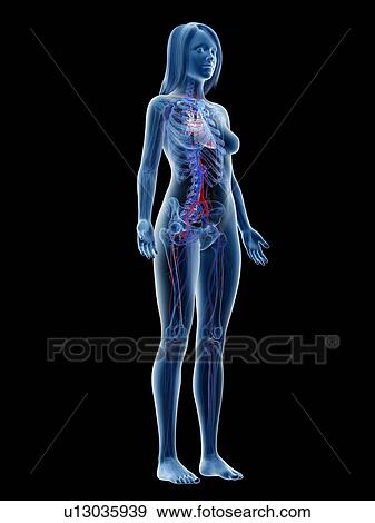 Stock Photo - Vascular system, illustration. Fotosearch