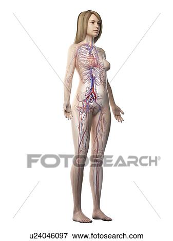 Vascular system, illustration View Large Photo Image Stock Photo - Vascular system, illustration. Fotosearch