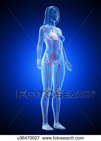 Vascular system, illustration View Large Photo Image Stock Photo - Vascular system, illustration. Fotosearch