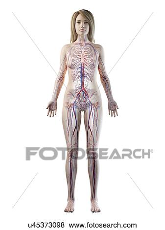 Stock Photo - Vascular system, illustration. Fotosearch
