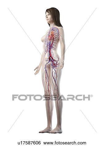 Vascular system, illustration View Large Photo Image Stock Photograph - Vascular system, illustration. Fotosearch