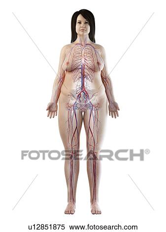 Stock Photography - Vascular system, illustration. Fotosearch