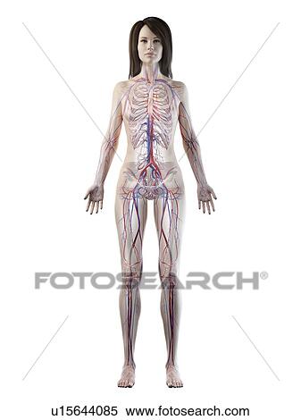 Vascular system, illustration View Large Photo Image Stock Photography - Vascular system, illustration. Fotosearch