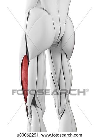 Stock Image - Vastus lateralis muscle, illustration. Fotosearch