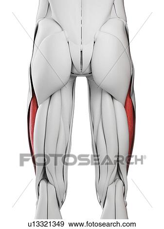 Vastus lateralis muscle, illustration View Large Photo Image Stock Photo - Vastus lateralis muscle, illustration. Fotosearch