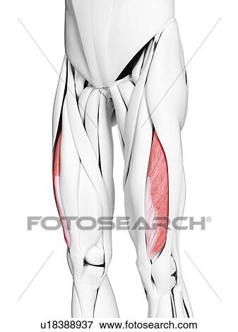 Vastus lateralis muscle, illustration View Large Photo Image Stock Photo - Vastus lateralis muscle, illustration. Fotosearch