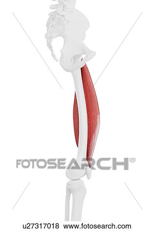 Stock Photo - Vastus lateralis muscle, illustration. Fotosearch