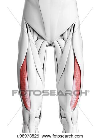 Vastus lateralis muscle, illustration View Large Photo Image Stock Photography - Vastus lateralis muscle, illustration. Fotosearch