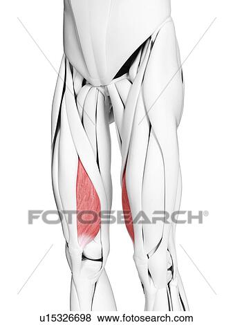 Stock Photo - Vastus medialis muscle, illustration. Fotosearch