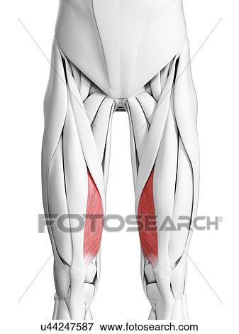 Stock Photo - Vastus medialis muscle, illustration. Fotosearch
