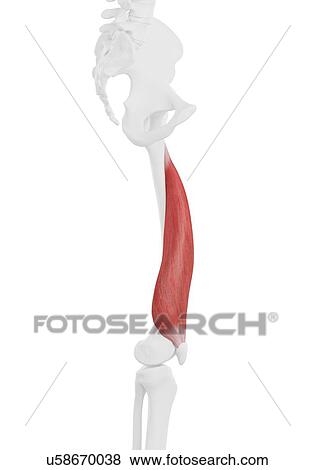 Stock Photo - Vastus medialis muscle, illustration. Fotosearch