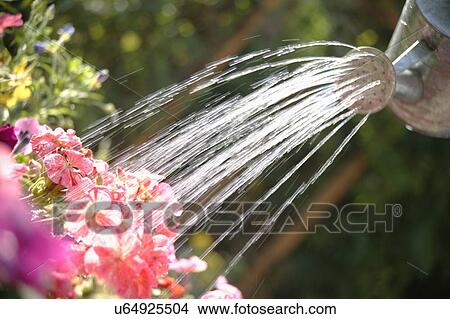 Picture - Watering flowers. Fotosearch