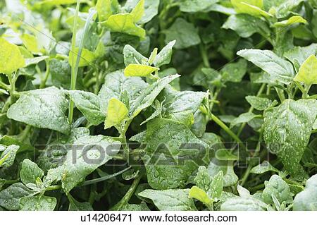 Stock Image - Wet spinach plant. Fotosearch