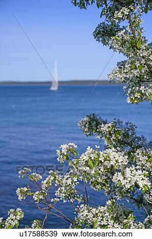 Stock Photo - White blossoms by sea in Bar Harbor, Maine, USA. Fotosearch