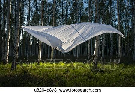 Stock Photo - White sheet blowing in wind in between birch trees at night, Tingstde, Gotlands Lan, Sweden. Fotosearch