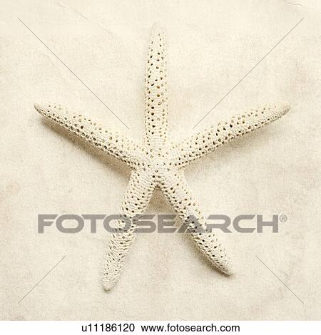 White starfish View Large Photo Image Stock Image - White starfish. Fotosearch