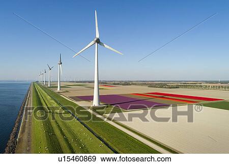 Stock Photo - Windfarms both on and offshore, blossoming bulb fields in polder, Urk, Flevoland, Netherlands. Fotosearch