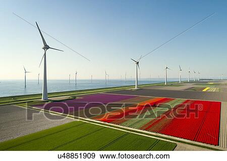 Stock Photo - Windfarms both on and offshore, blossoming bulb fields in polder, Urk, Flevoland, Netherlands. Fotosearch
