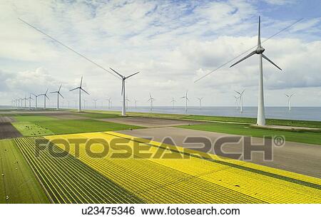 Stock Photograph - Windfarms both on and offshore, blossoming bulb fields in polder, Urk, Flevoland, Netherlands. Fotosearch