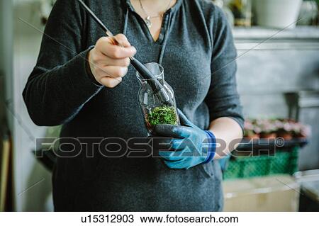 Stock Image - Woman filling glass bottle with plants in nursery. Fotosearch