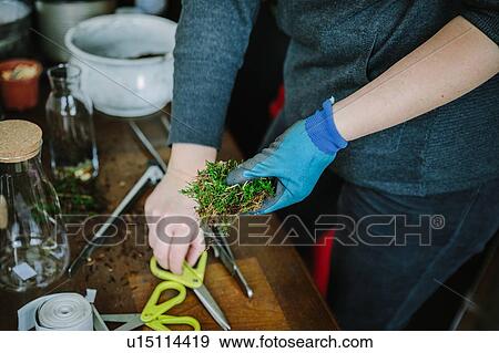 Woman filling glass bottle with plants in nursery View Large Photo Image Stock Photo - Woman filling glass bottle with plants in nursery. Fotosearch