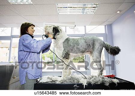 Woman grooming a dog in a dog parlour View Large Photo Image Stock Photography - Woman grooming a dog in a dog parlour. Fotosearch