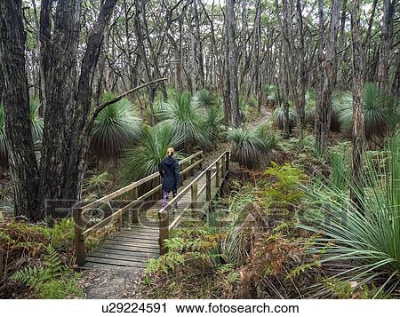 Stock Image - Woman walking on bridge in forest in South Australia, Australia. Fotosearch