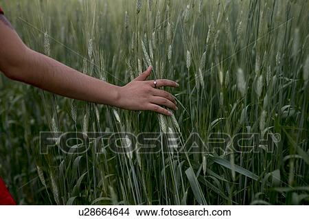 Woman's hand touching wheat View Large Photo Image Picture - Woman's hand touching wheat. Fotosearch