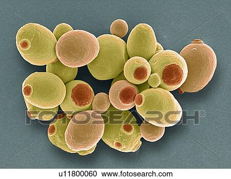 Stock Image - Yeast cells, SEM. Fotosearch