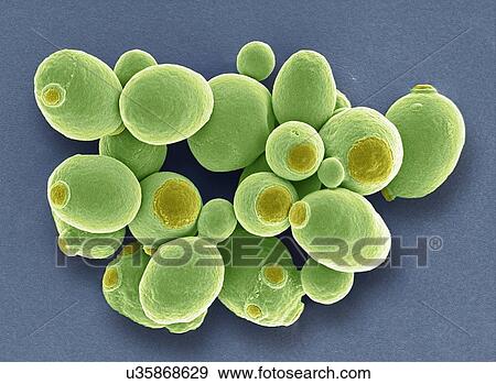 Yeast cells, SEM View Large Photo Image Stock Photo - Yeast cells, SEM. Fotosearch