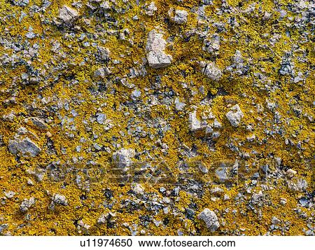 Yellow lichen on rocks View Large Photo Image Stock Image - Yellow lichen on rocks. Fotosearch