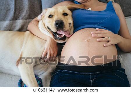 Stock Photo - Young pregnant woman lying on bed with dog, mid section overhead view. Fotosearch