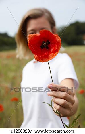 Stock Photo - Young woman holding poppy in front of her face, in field of poppies, shallow focus. Fotosearch