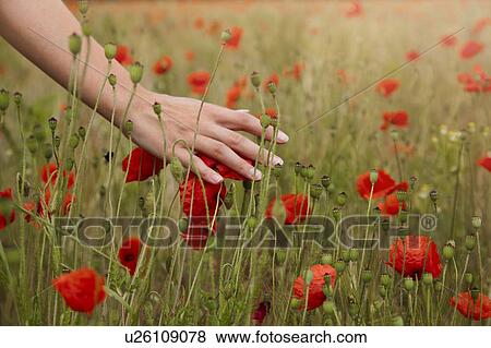 Young woman touching poppies in field, cropped view of hand View Large Photo Image Stock Photo - Young woman touching poppies in field, cropped view of hand. Fotosearch