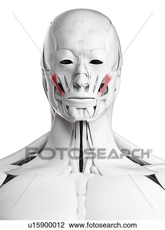 Zygomaticus major muscle, illustration View Large Photo Image Stock Image - Zygomaticus major muscle, illustration. Fotosearch