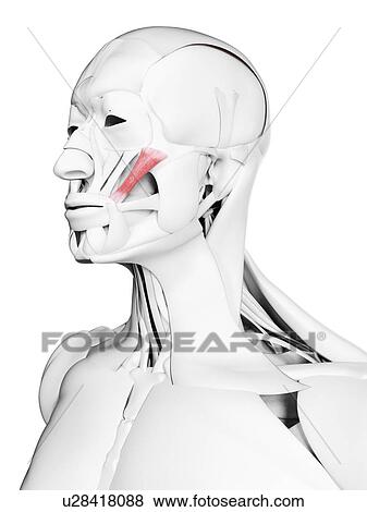 Zygomaticus major muscle, illustration View Large Photo Image Stock Photo - Zygomaticus major muscle, illustration. Fotosearch
