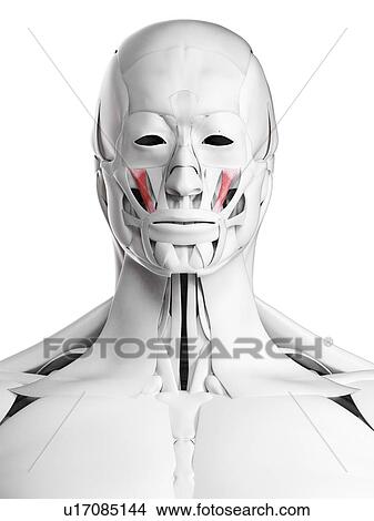 Picture - Zygomaticus minor muscle, illustration. Fotosearch
