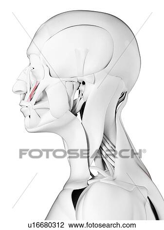 Zygomaticus minor muscle, illustration View Large Photo Image Stock Image - Zygomaticus minor muscle, illustration. Fotosearch