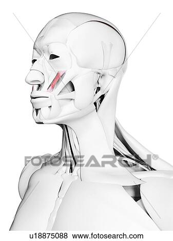 Stock Photo - Zygomaticus minor muscle, illustration. Fotosearch