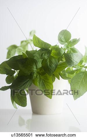 A pot of basil leaves View Large Photo Image Stock Image - A pot of basil leaves. Fotosearch
