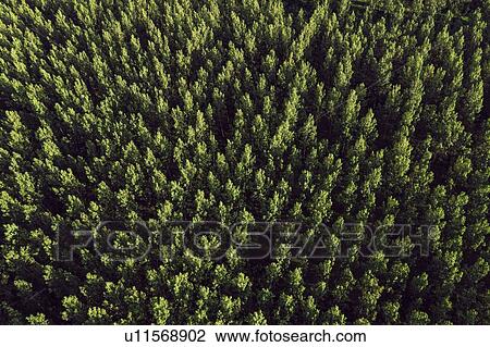 Stock Image - Aerial view of cottonwood forest in summer. Fotosearch