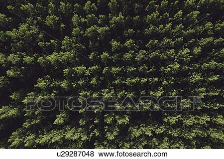 Aerial view of cottonwood forest in summer View Large Photo Image Stock Photo - Aerial view of cottonwood forest in summer. Fotosearch