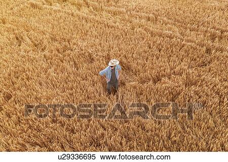 Aerial view of farmer standing in barley field View Large Photo Image Stock Photography - Aerial view of farmer standing in barley field. Fotosearch